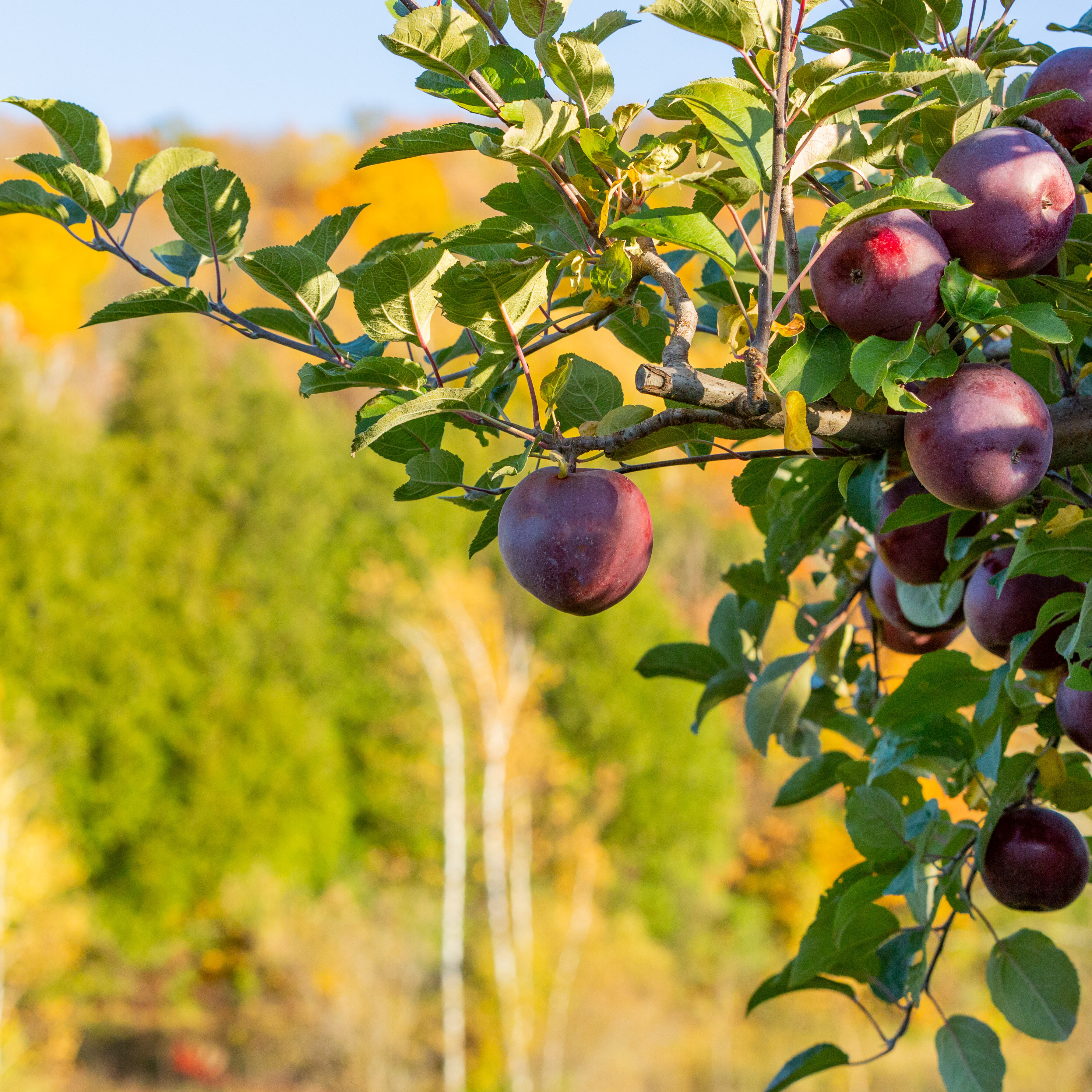 Stine Orchard apple tree